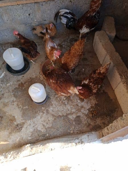 6 hens and 1 rooster for sale 4