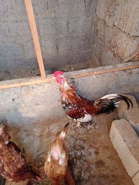 6 hens and 1 rooster for sale 5