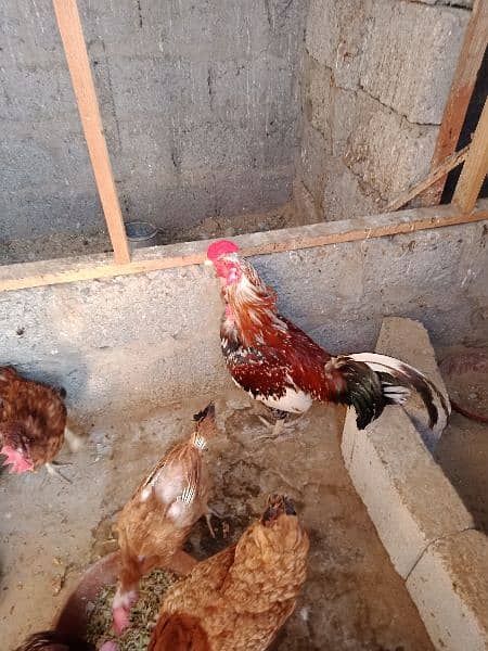 6 hens and 1 rooster for sale 6