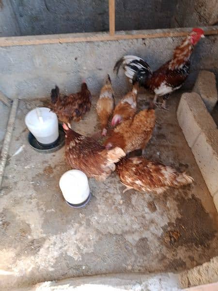 6 hens and 1 rooster for sale 7