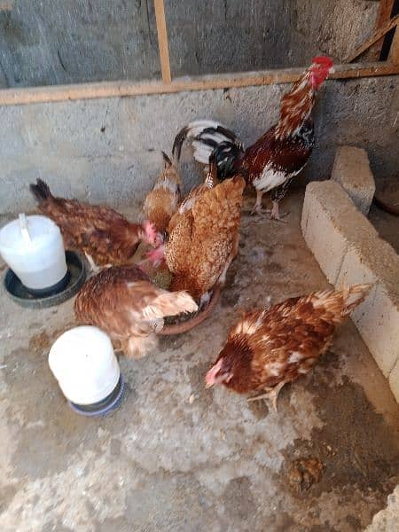 6 hens and 1 rooster for sale 8