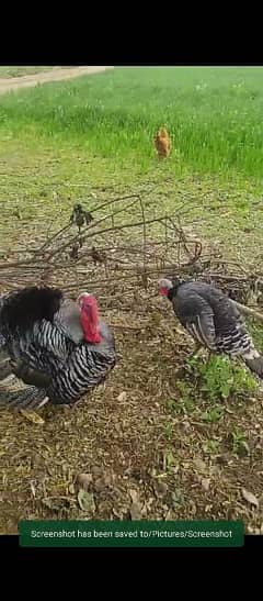 black turkey pair breeder egg laying