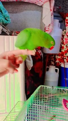Hand Tamed parrot