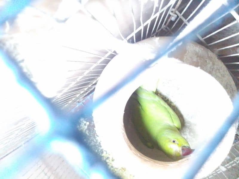 green parrot 3