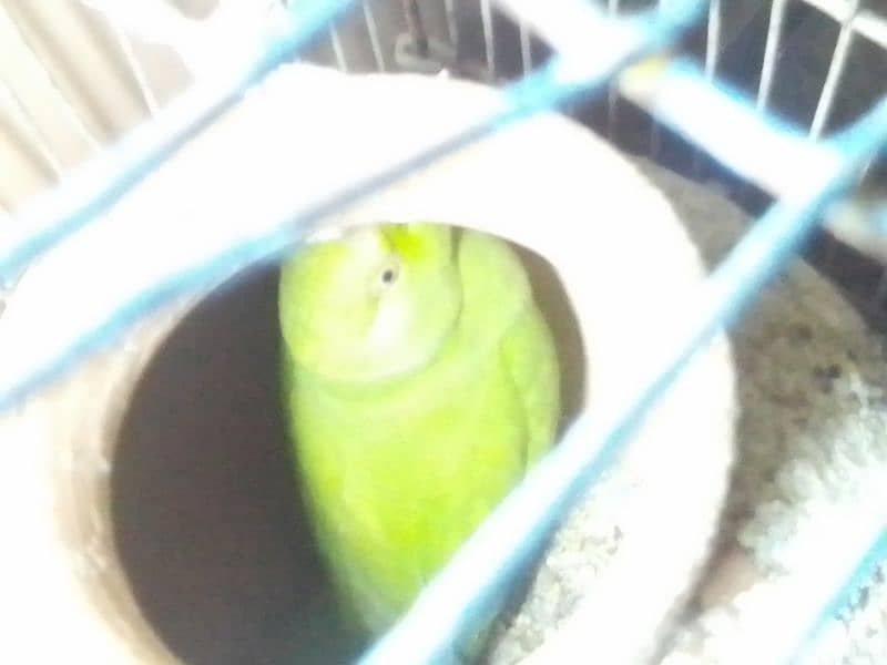 green parrot 4