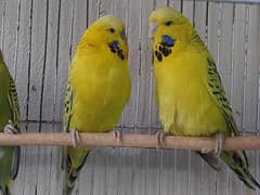 Exibition Budgies 7 Pairs are up for Sale