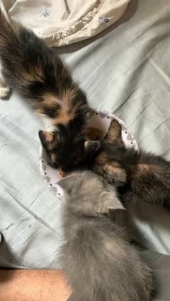 URGENT Persian kittens for sale