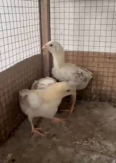 Aseel chicks and kruk hens