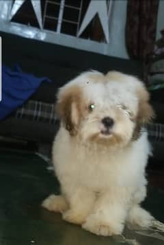 Shitzu 2.5month old puppy
