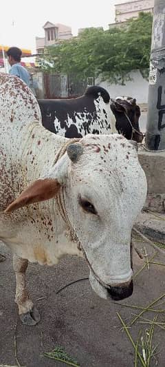 cow bhawlpur