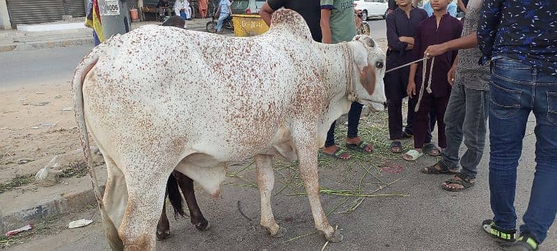 cow bhawlpur 1