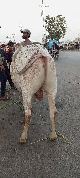 cow bhawlpur 3