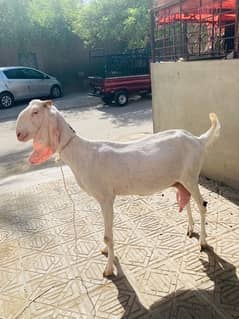 2female goat 0