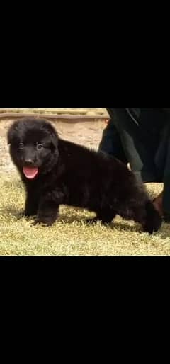 German Shepherd long coat black puppy for sale