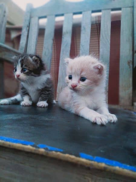persion kitten, doll face cat 1