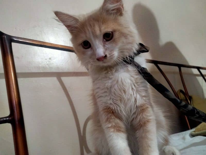 persion kitten, doll face cat 2