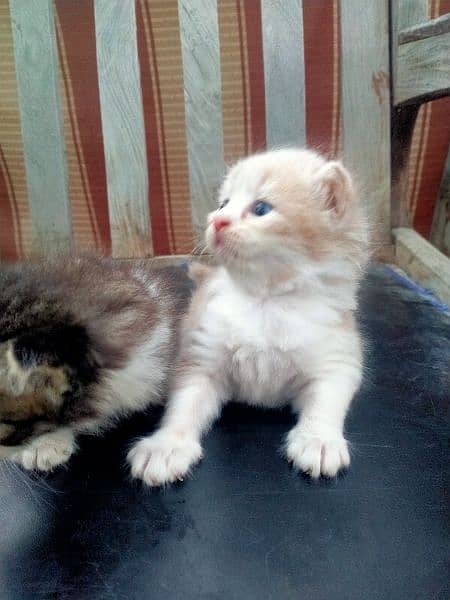 persion kitten, doll face cat 5