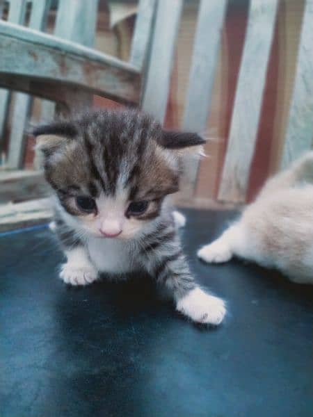 persion kitten, doll face cat 6