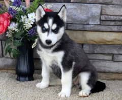 husky puppies sale what's up numbr O3234215O57