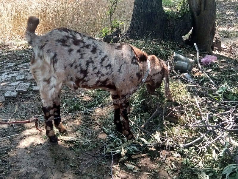 Male goat and female goat 0