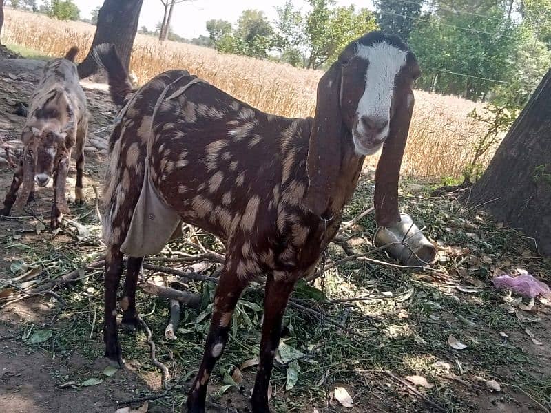 Male goat and female goat 2