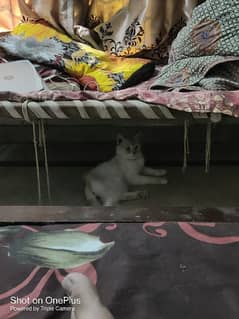 Persian Male Cat of 1 Year Neutral/ Surgery Done For Sale In Sahiwal