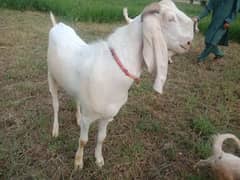 goats for qurbani
