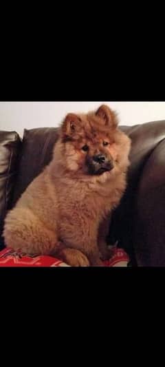 Chow chow imported puppies available for sale