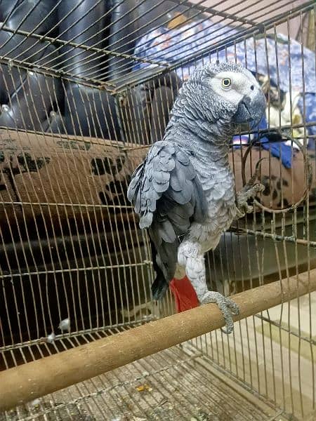 African grey parrot 0