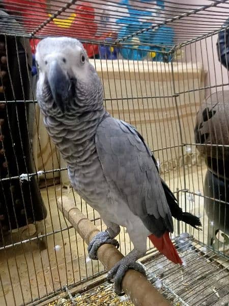African grey parrot 8