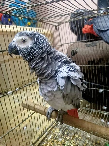 African grey parrot 10