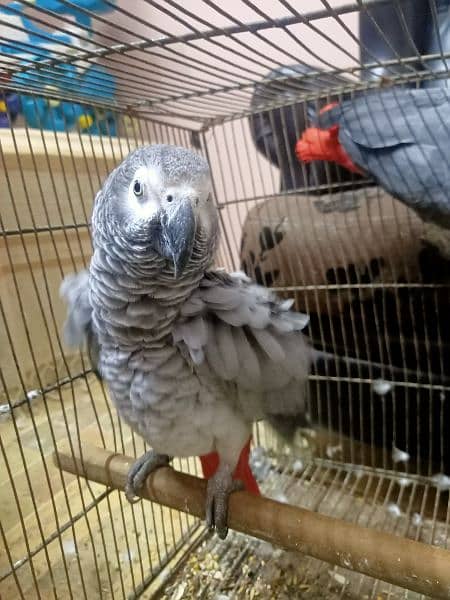 African grey parrot 11