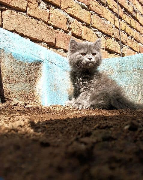 Persian Grey Kittens, Triple Coated Pair For Sale Urgent 2