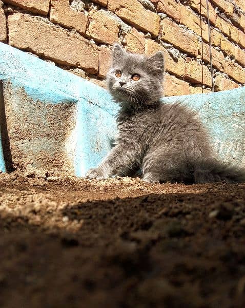 Persian Grey Kittens, Triple Coated Pair For Sale Urgent 3