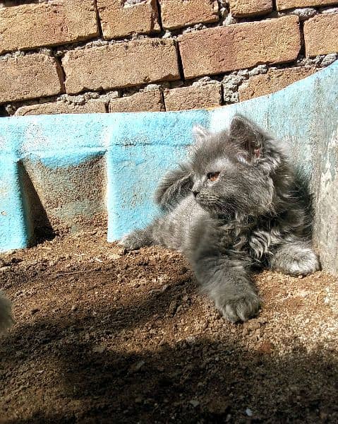 Persian Grey Kittens, Triple Coated Pair For Sale Urgent 4