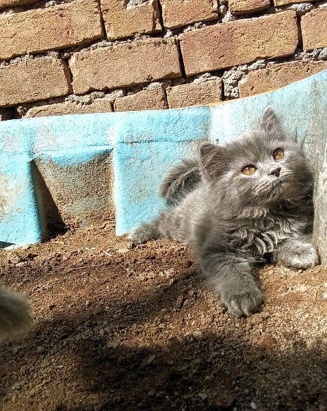 Persian Grey Kittens, Triple Coated Pair For Sale Urgent 5
