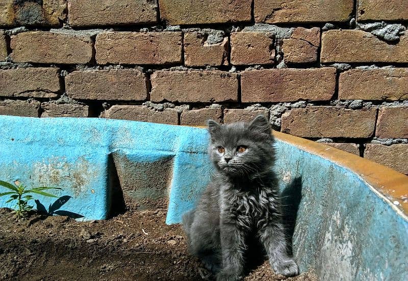 Persian Grey Kittens, Triple Coated Pair For Sale Urgent 6