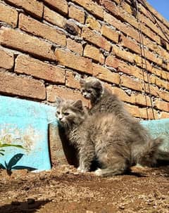 Persian Grey Kittens, Triple Coated Pair For Sale Urgent 0