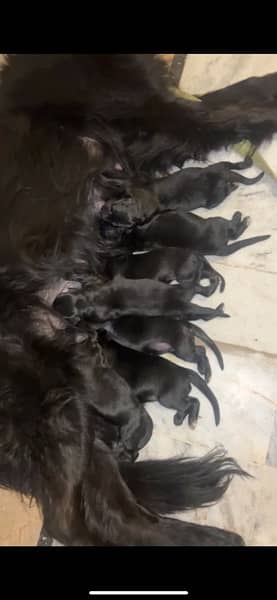 Black German shepherd puppies for sale 0