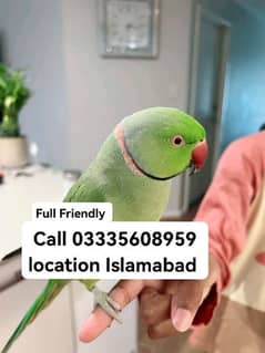 Final 9000 Hand Tamed Friendly Green Ring Neck Male Parrot Jumbo Size