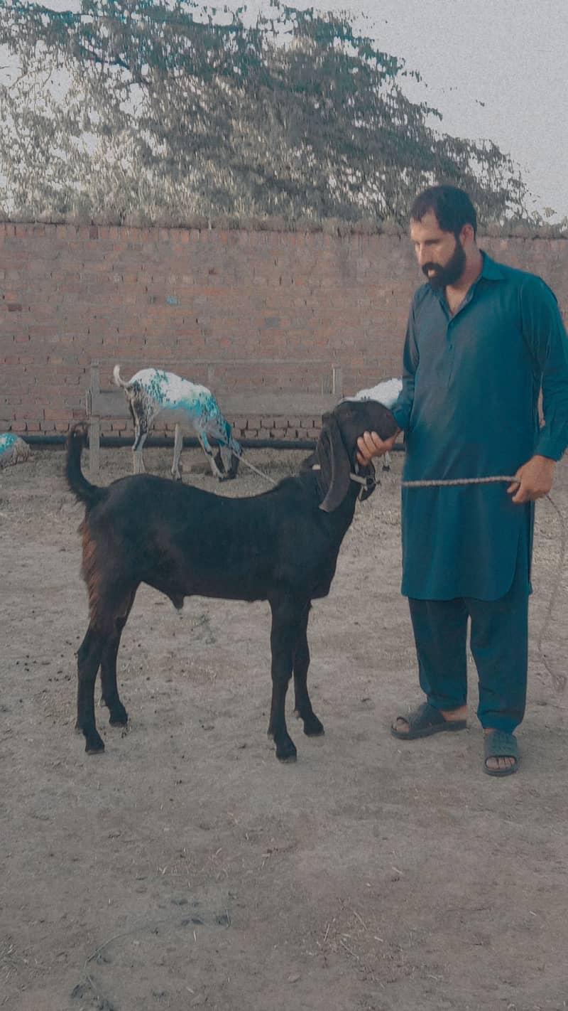 Bakra For Qurbani 2024 3