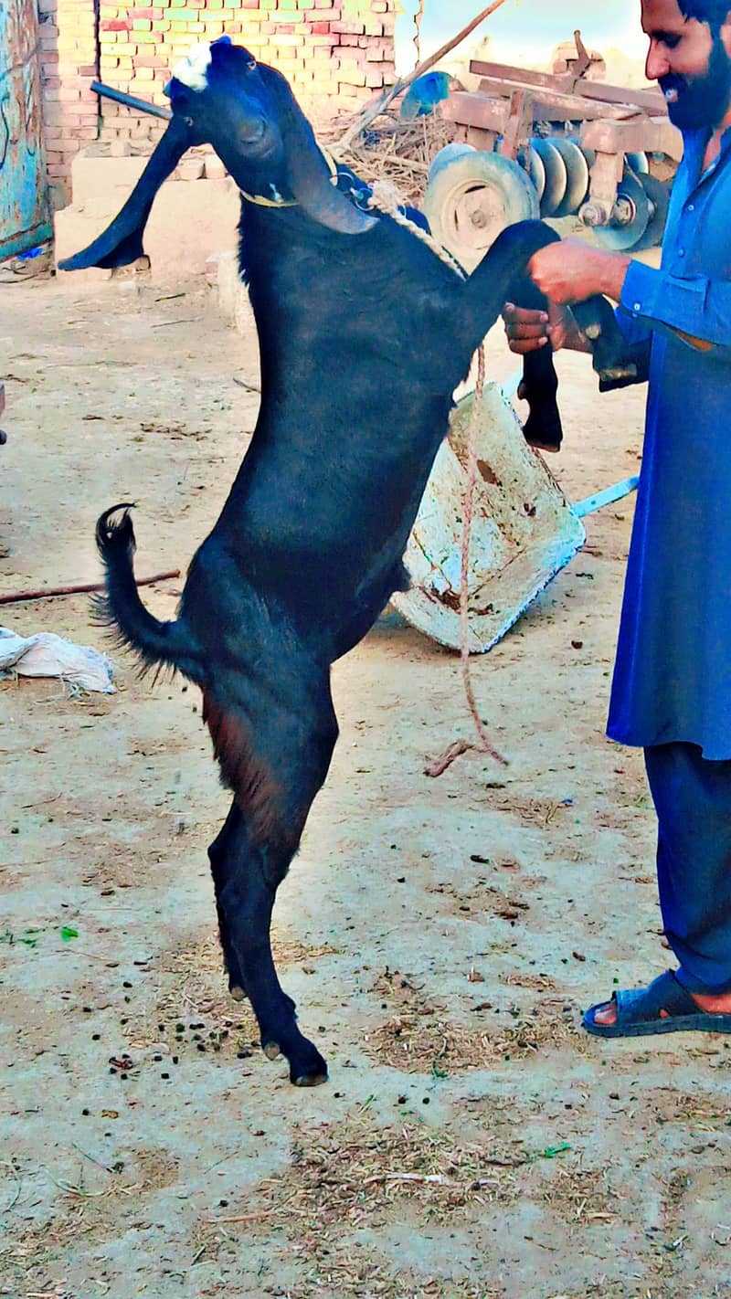 Bakra For Qurbani 2024 10