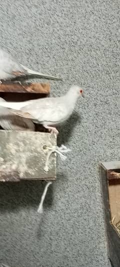 Dove for sale