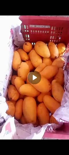 Sindhri Mango's