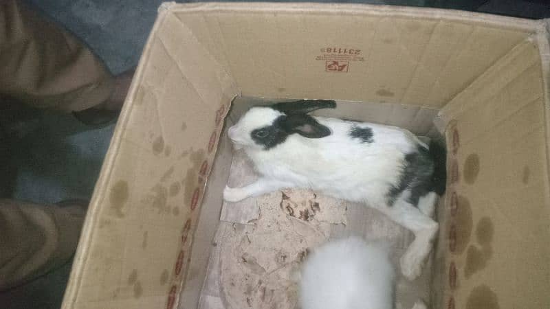 rabbit for sale 1