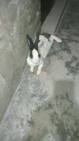 rabbit for sale 3