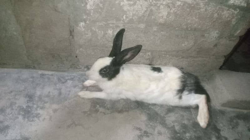 rabbit for sale 4