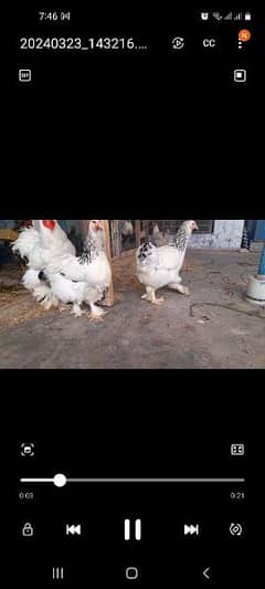 Eggs and chicks available for sale