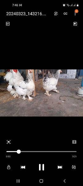 Eggs and chicks available for sale 03162606360 0