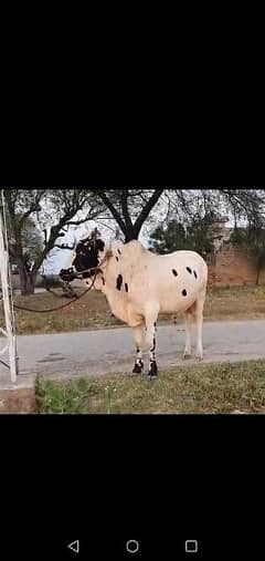 Qurbani bull